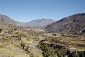 The Colca Valley is one of the most intensively terraced regions in the Andes 